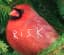 Team Risk